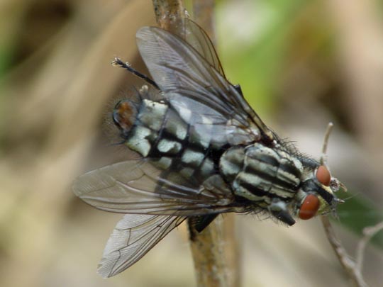 Fleischfliegen, Sarcophagidae