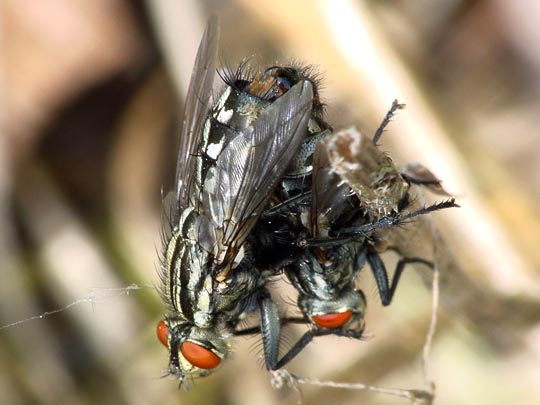 Fleischfliegen, Sarcophagidae