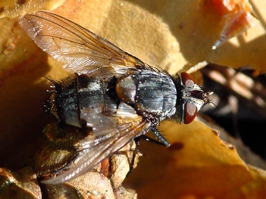 Fleischfliegen, Sarcophagidae