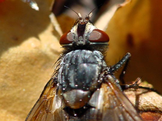 Fleischfliegen, Sarcophagidae