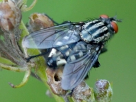 Fleischfliegen, Sarcophagidae