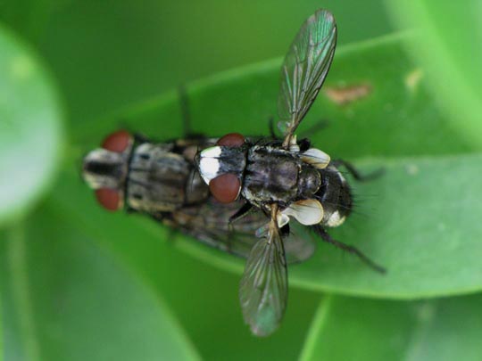 Fleischfliegen, Sarcophagidae, Metopia sp.