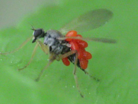 Fliege, Brachycera