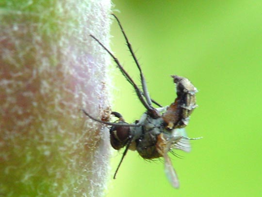 Fliege, Brachycera