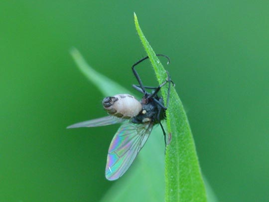 Fliege, Brachycera