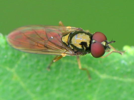 Fliege, Brachycera