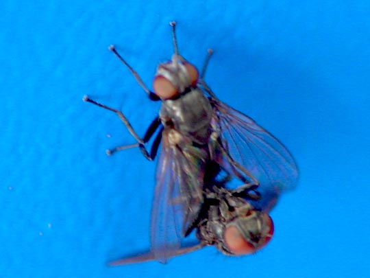 Fliege, Brachycera