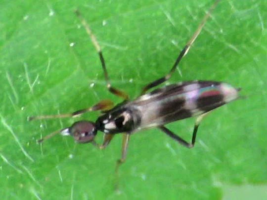 Fliege, Brachycera