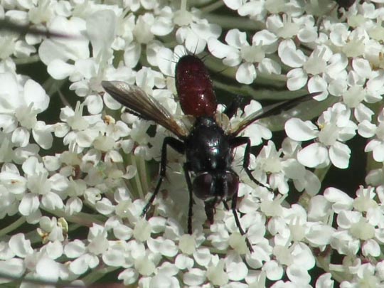 Fliege, Brachycera