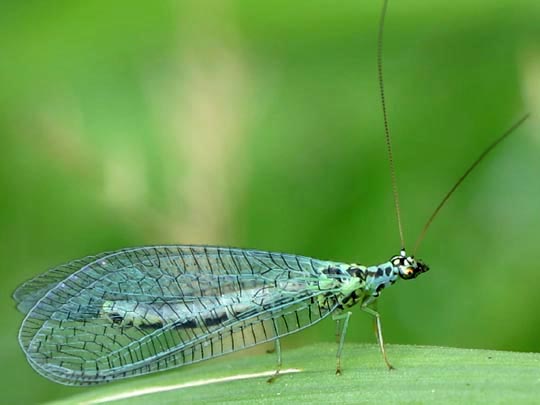 Chrysopidae, Florfliegen