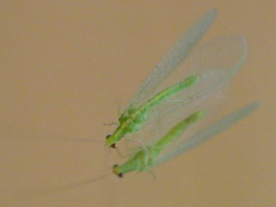 Chrysopidae, Florfliegen