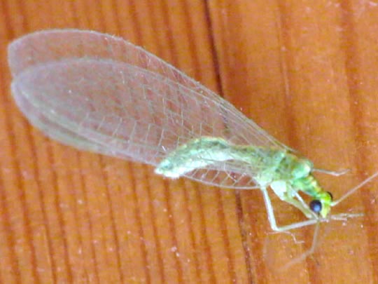 Chrysopidae, Florfliegen