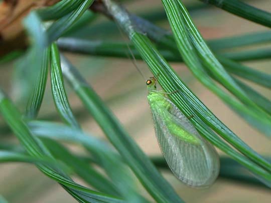 Chrysopidae, Florfliegen