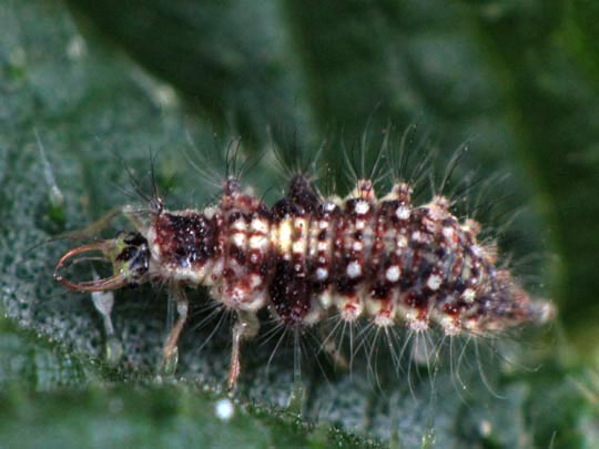 Chrysopidae, Florfliegen, Larve