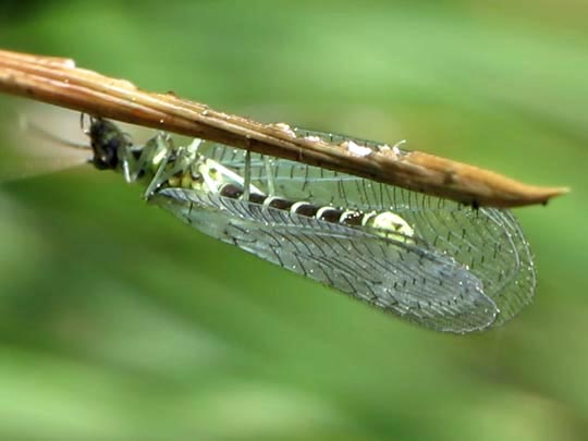 Chrysopidae, Florfliegen