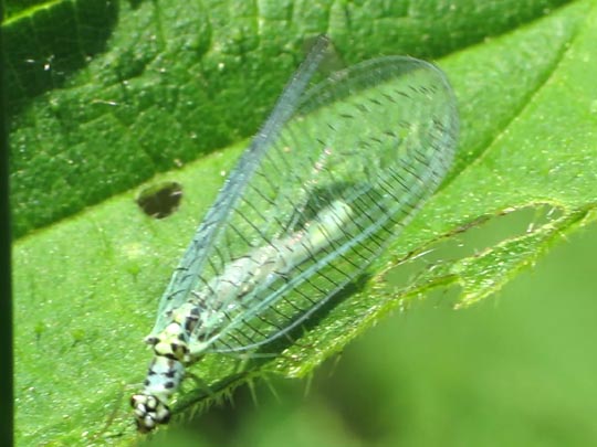 Chrysopidae, Florfliegen