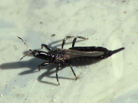 Fransenflügler, Thysanoptera