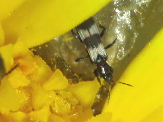 Aeolothripidae