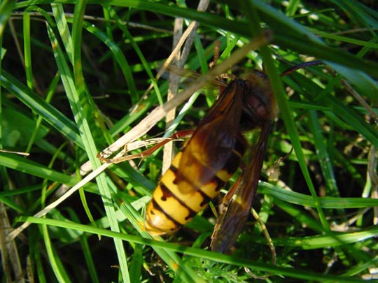 Hornisse, Vespa crabro