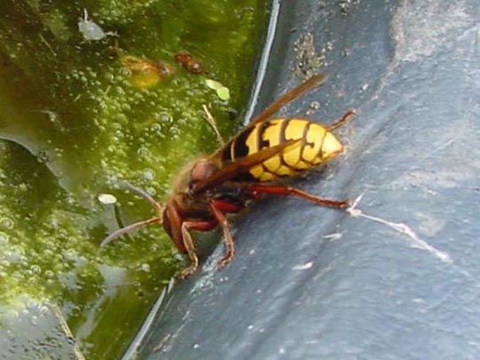 Hornisse, Vespa crabro