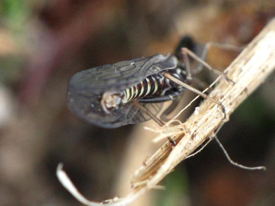 Kamelhalsfliege, Raphidioptera