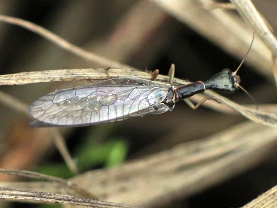 Kamelhalsfliege, Raphidioptera