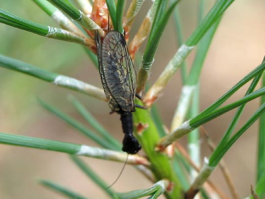 Kamelhalsfliege, Raphidioptera