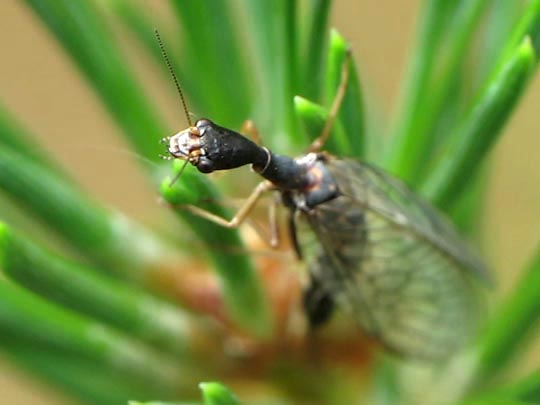 Kamelhalsfliege, Raphidioptera