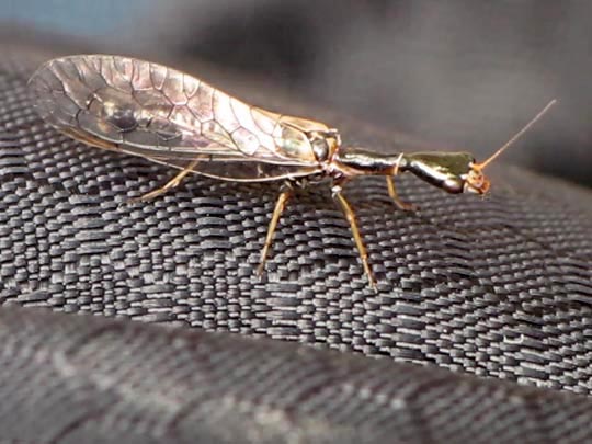 Kamelhalsfliege, Raphidioptera