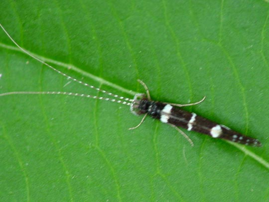 Köcherfliege, Trichoptera