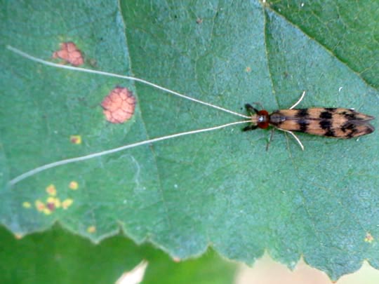 Mystacides longicornis