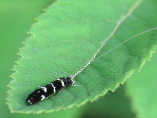 Leptoceridae