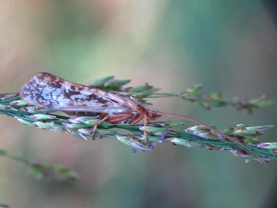 Köcherfliege, Trichoptera