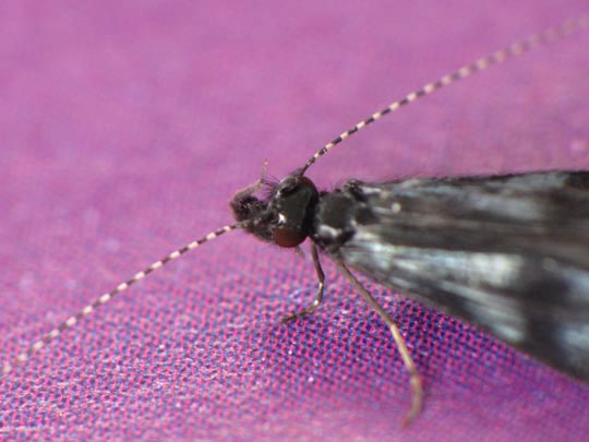 Köcherfliege, Trichoptera