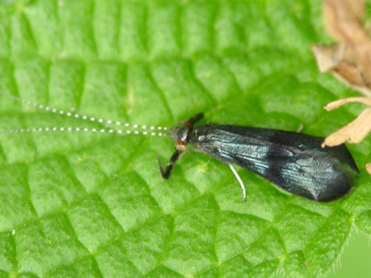 Köcherfliege, Trichoptera