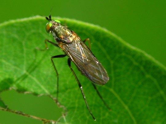 Langbeinfliege, Dolichopodidae