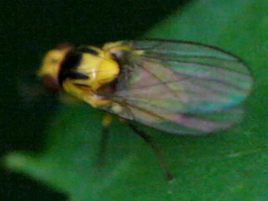 cf. Phytoliriomyza melampyga