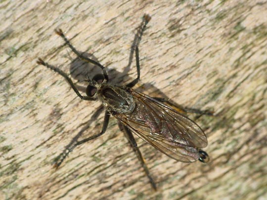 Raubfliege, Asilidae, Tolmerus