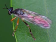 Dioctria hyalipennis, Gemeine Habichtsfliege
