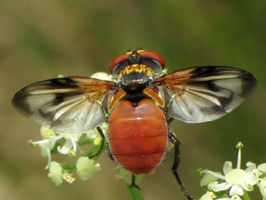 Ectophasia sp.