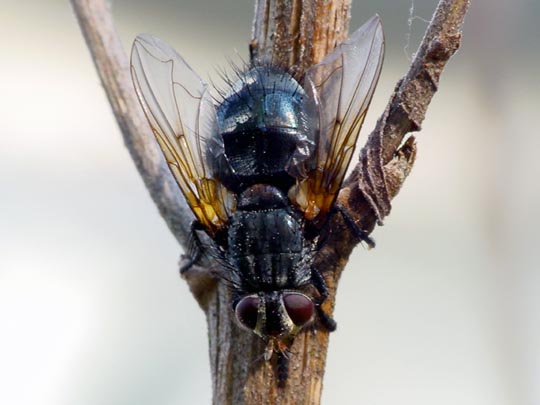 Raupenfliege, Tachinidae