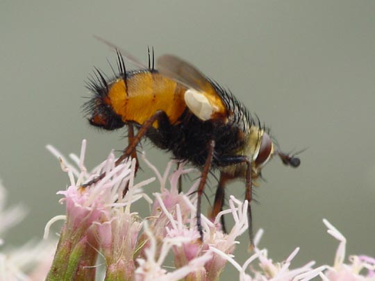 Raupenfliege, Tachina fera