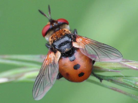 Gymnosoma sp.