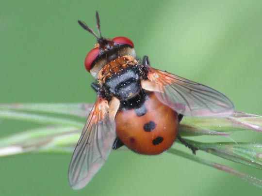 Gymnosoma sp.