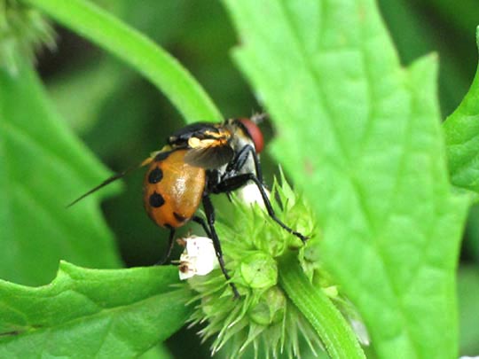 Gymnosoma sp.