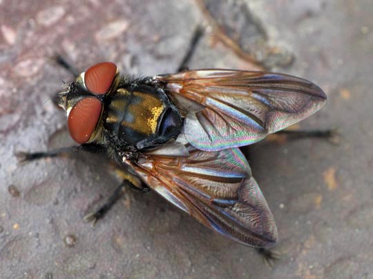 Phasia aurigera