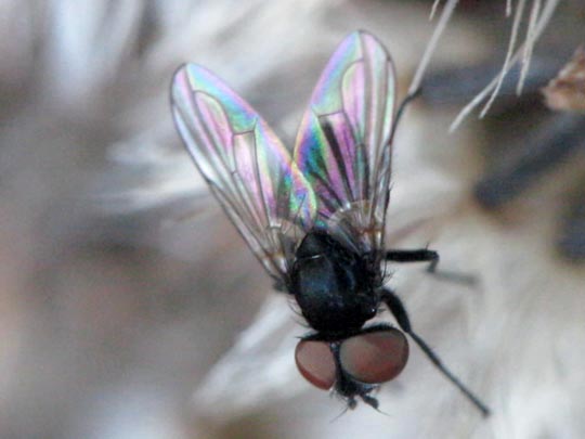 Raupenfliege, Phasia barbifrons