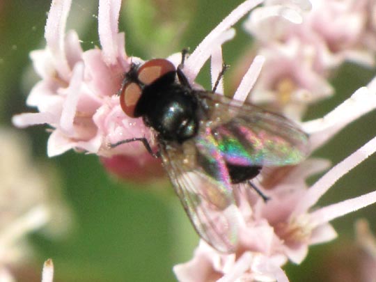 Phasia barbifrons