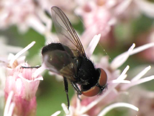 Phasia barbifrons