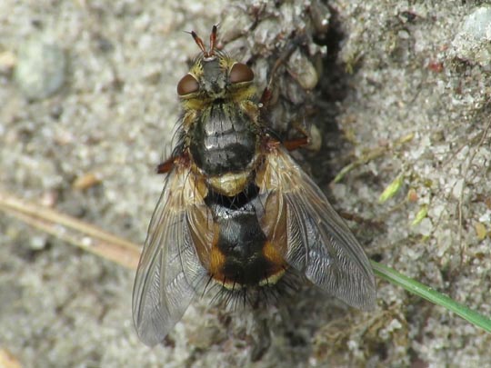 Tachina cf. magnicornis